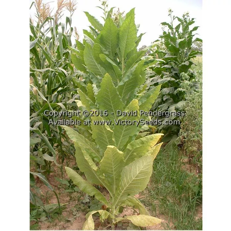 Harrow Velvet Tobacco