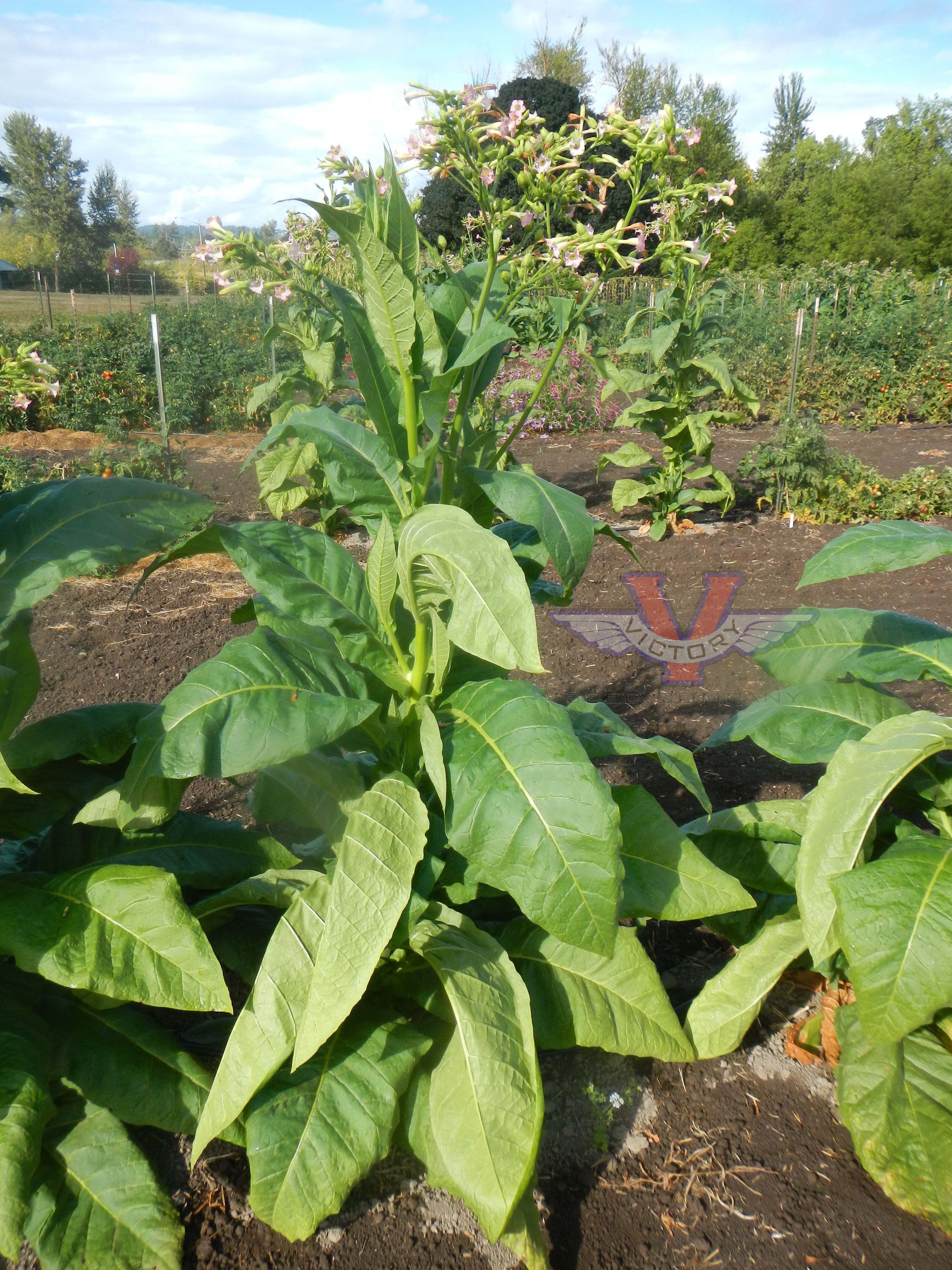 Ahus Tobacco