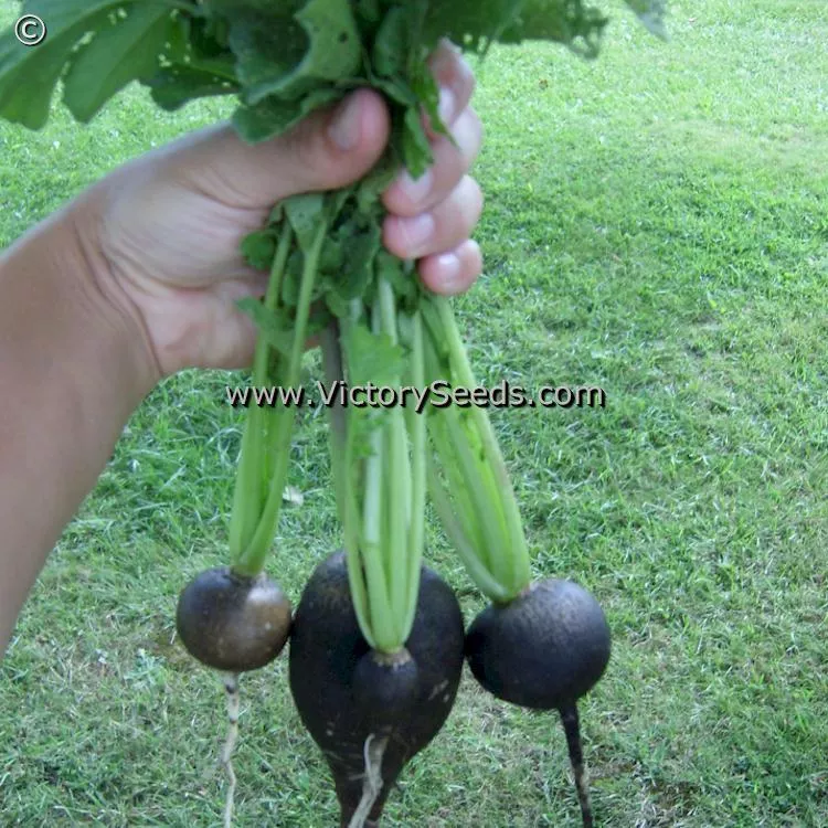 Black Spanish Round Radish