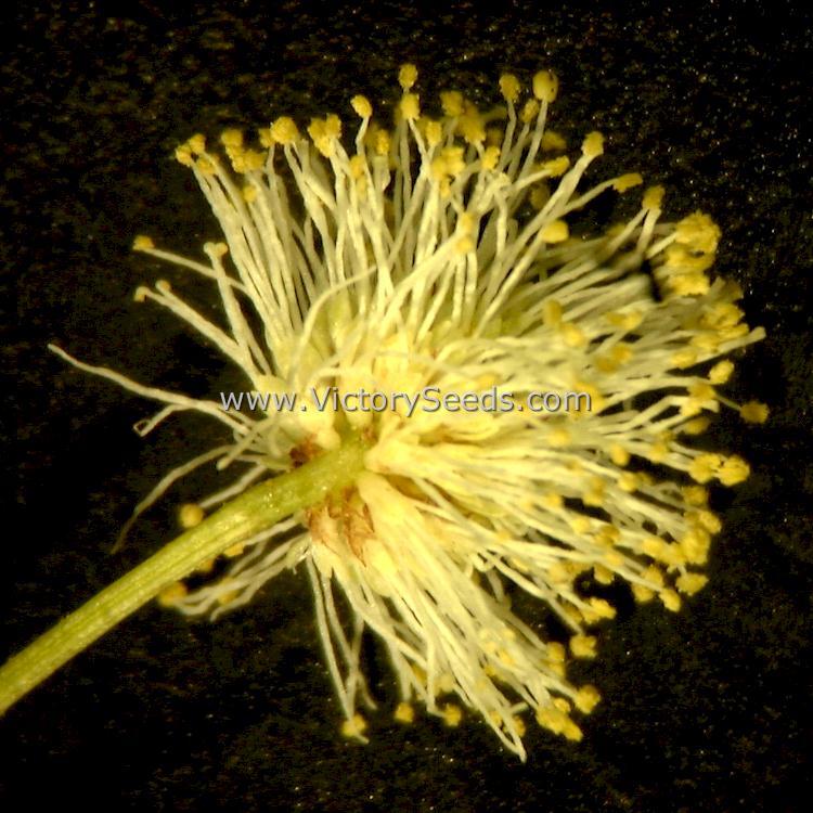 Illinois Bundleflower