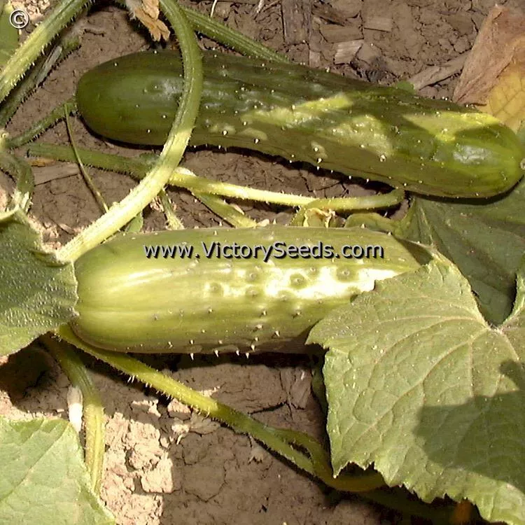 Delikatesse Cucumber