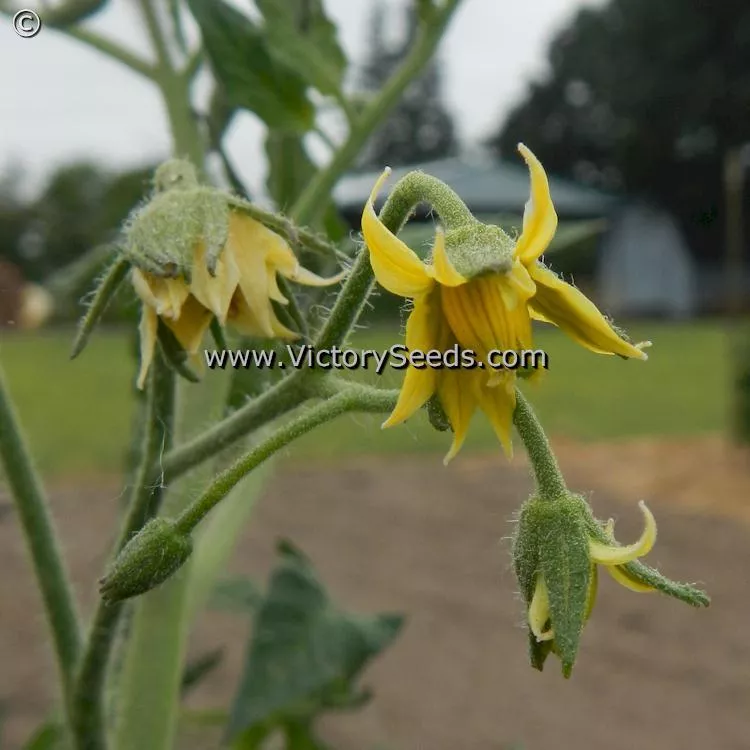 Dwarf Gloria's Treat Tomato