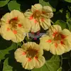 Nasturtium, 'Peach Melba'