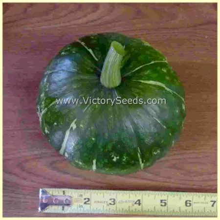Burgess Buttercup Winter Squash