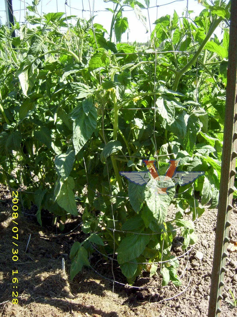 Brandywine, Sudduth Strain - Tomato