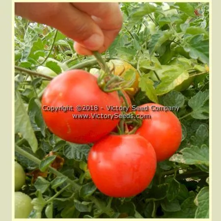 Basrawya Tomato