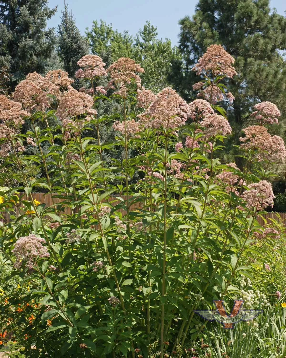 Joe Pye Weed, Spotted