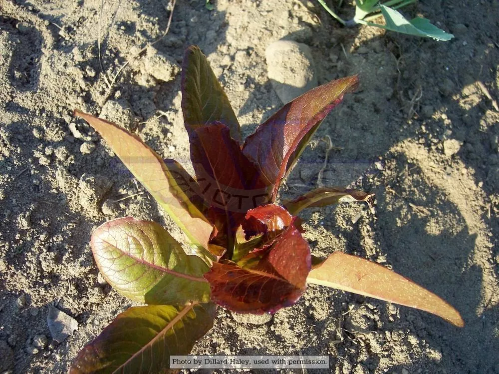 Cimmaron Romaine Lettuce
