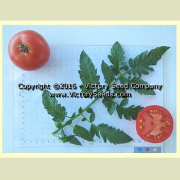 Chalk's Early Jewel Tomato