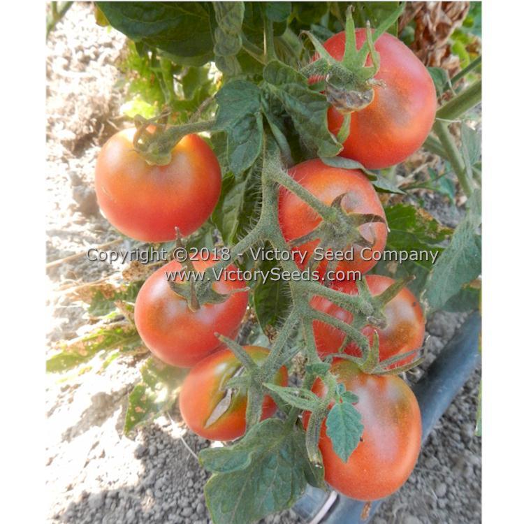 Dwarf Bendigo Dawn Tomato
