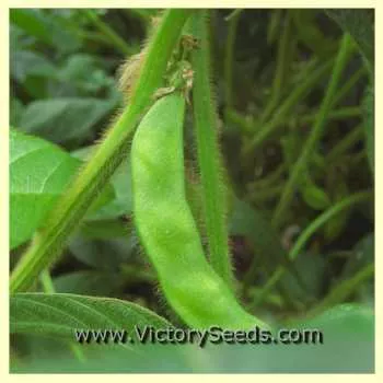 Hokkaido Black Soybean