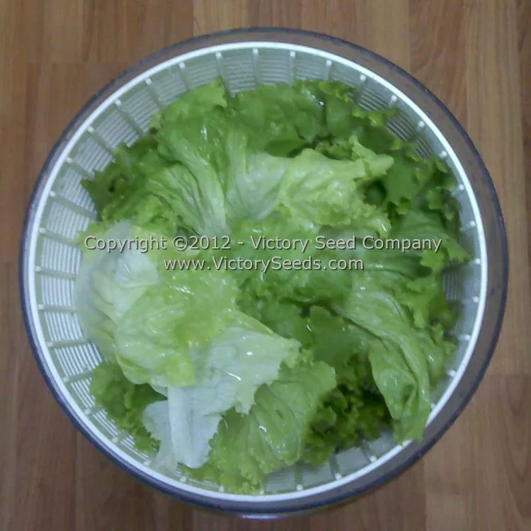Hanson Improved Head Lettuce