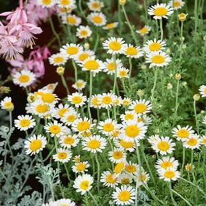 Chamomile, Roman