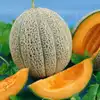Hale's Best Jumbo Muskmelon