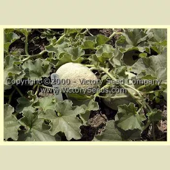 Honey Rock Melon