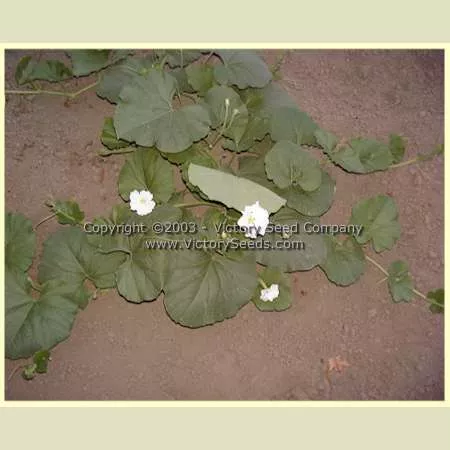 Cucuzzi Italian Edible Gourd