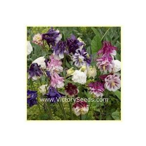 Columbine, Dwarf