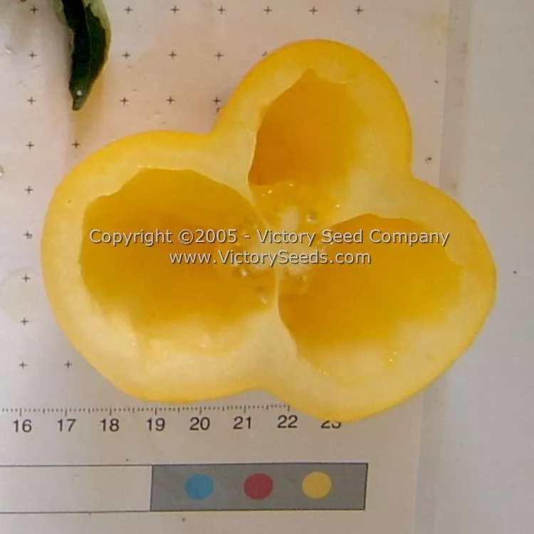 Yellow Stuffer (aka Golden Stuffer) Tomato