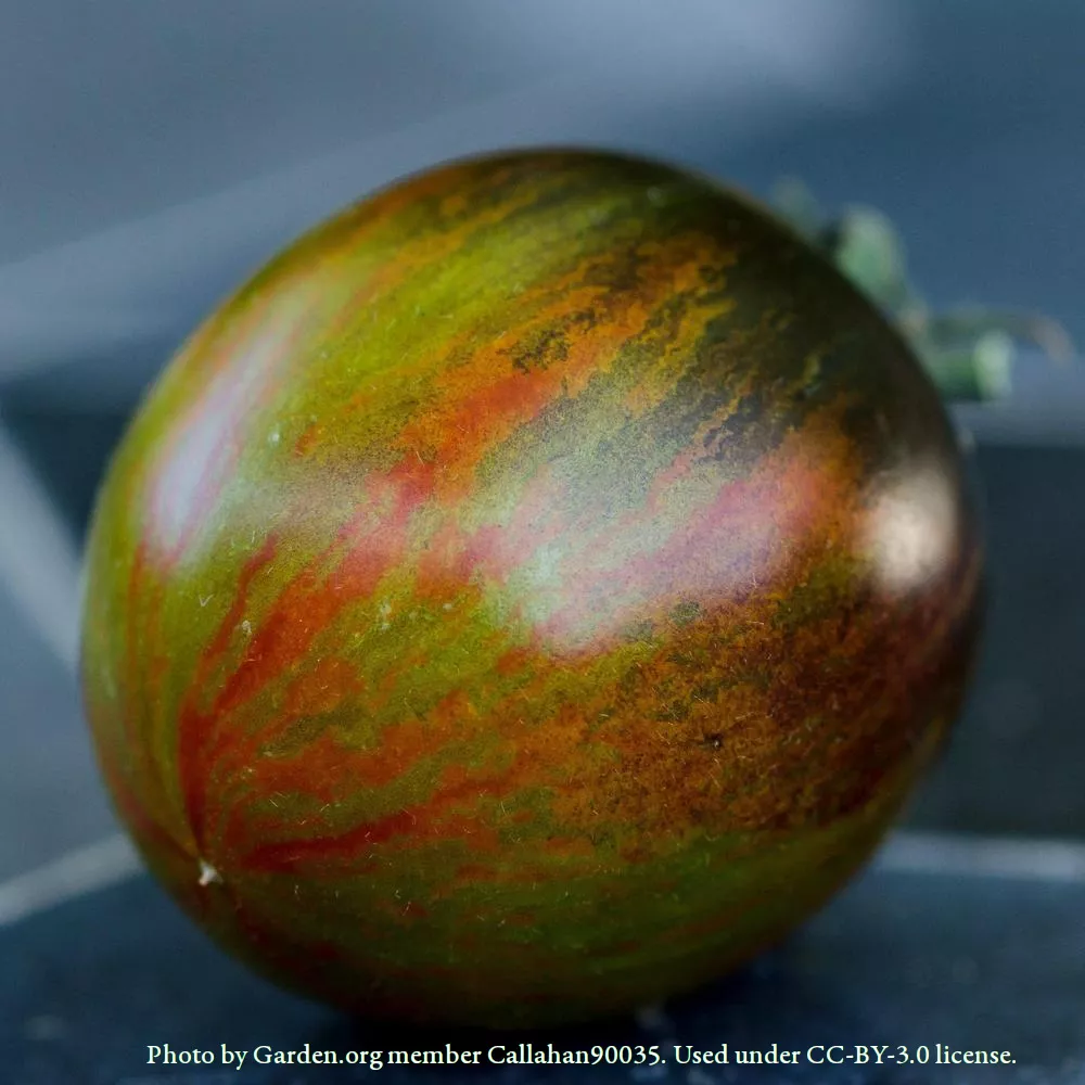 Brad's Atomic Grape Tomato