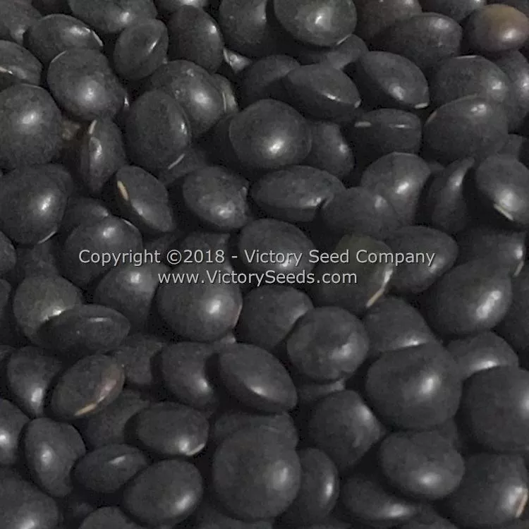 Midnight Lentils