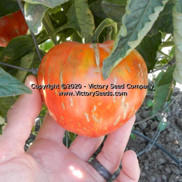 Dwarf Speckled Heart Tomato