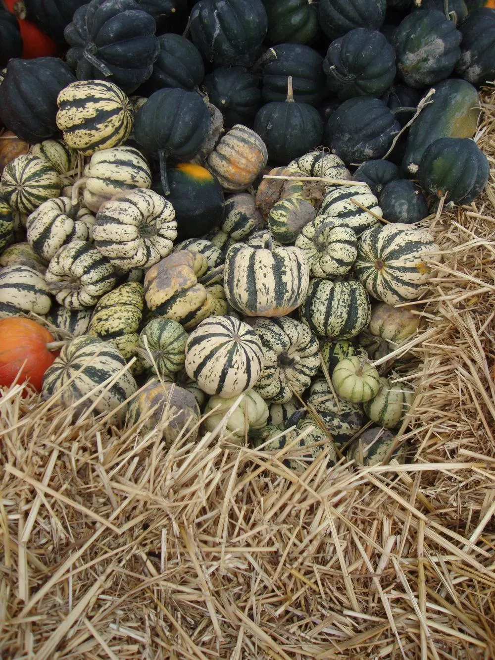 Sweet Dumpling Winter Squash