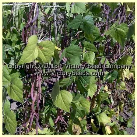 Bergin Pole Garden Bean