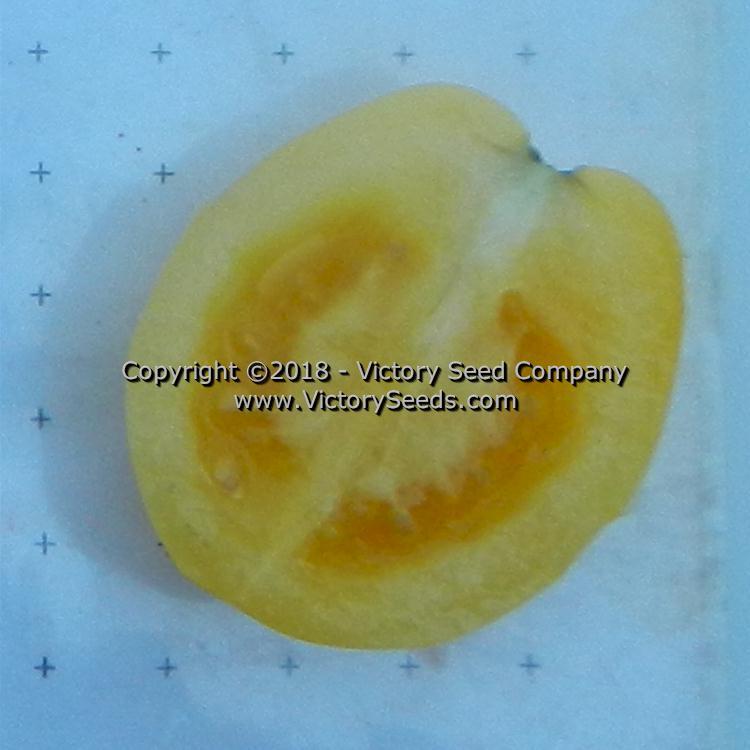 Dwarf Mandurang Moon Tomato