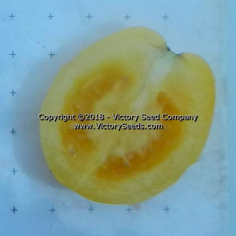 Dwarf Mandurang Moon Tomato