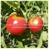 Livingston's Ohio Red Tomato