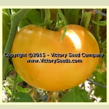 Kellogg's Breakfast Tomato