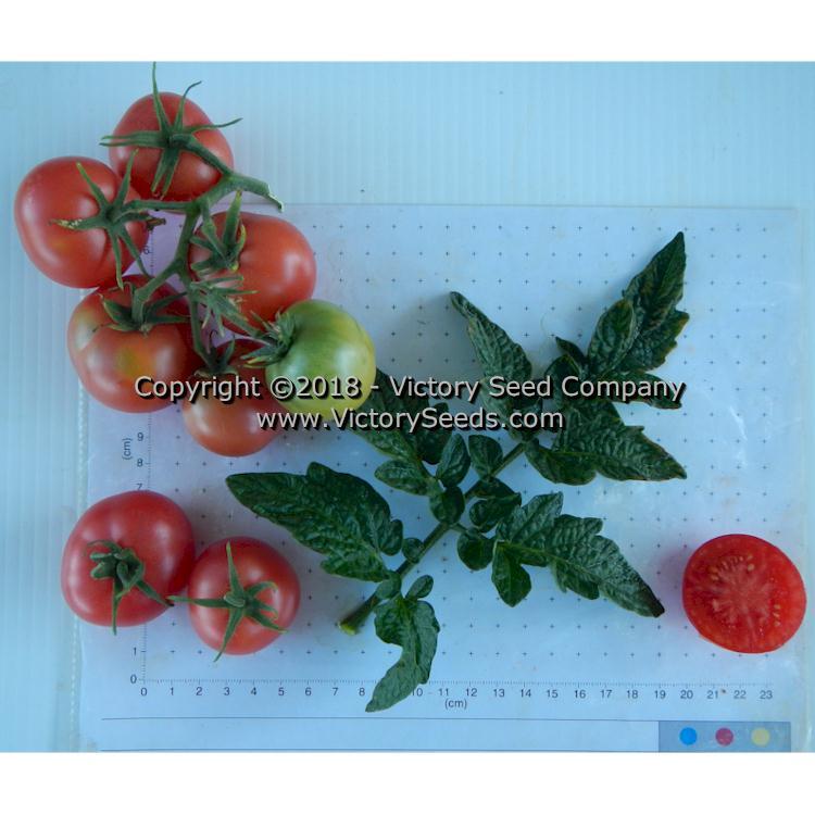 Dwarf Pink Opal Tomato