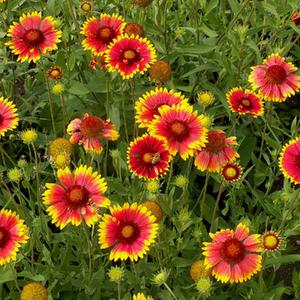 Blanketflower
