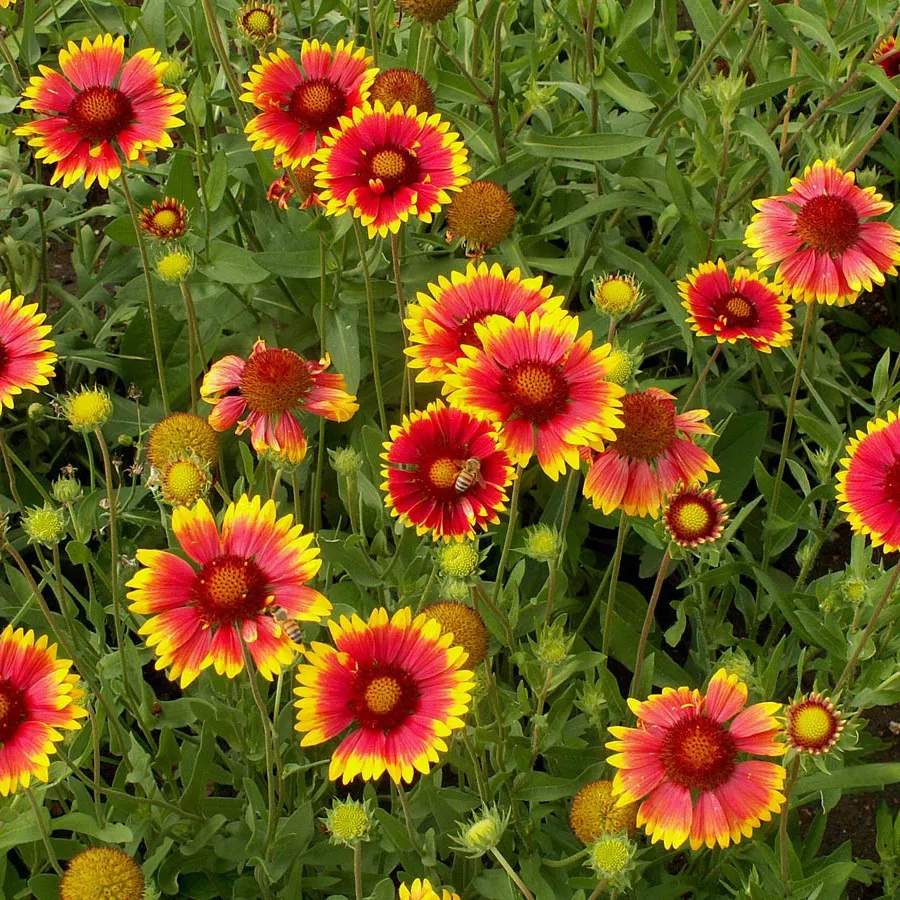 Blanketflower
