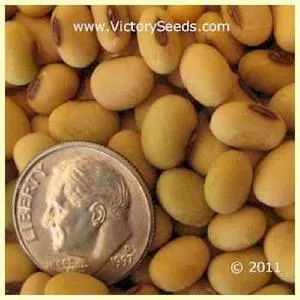 OAC Aries Soybean