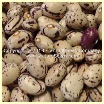 Borlotto (Borlotti) Italian Garden Bean
