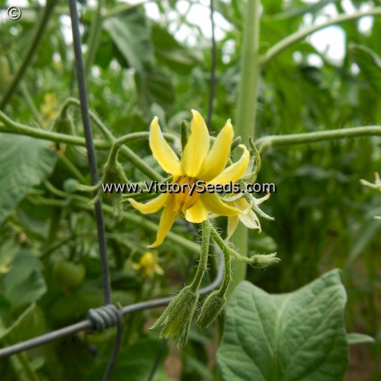 Stephania Heritage Tomato