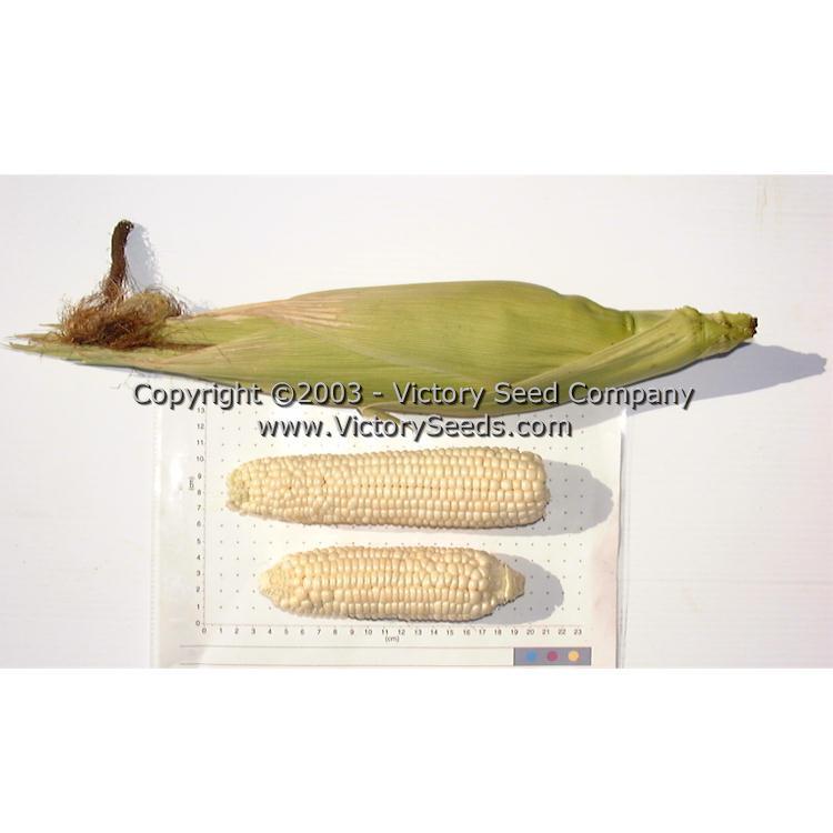 Stowell's Evergreen Sweet Corn