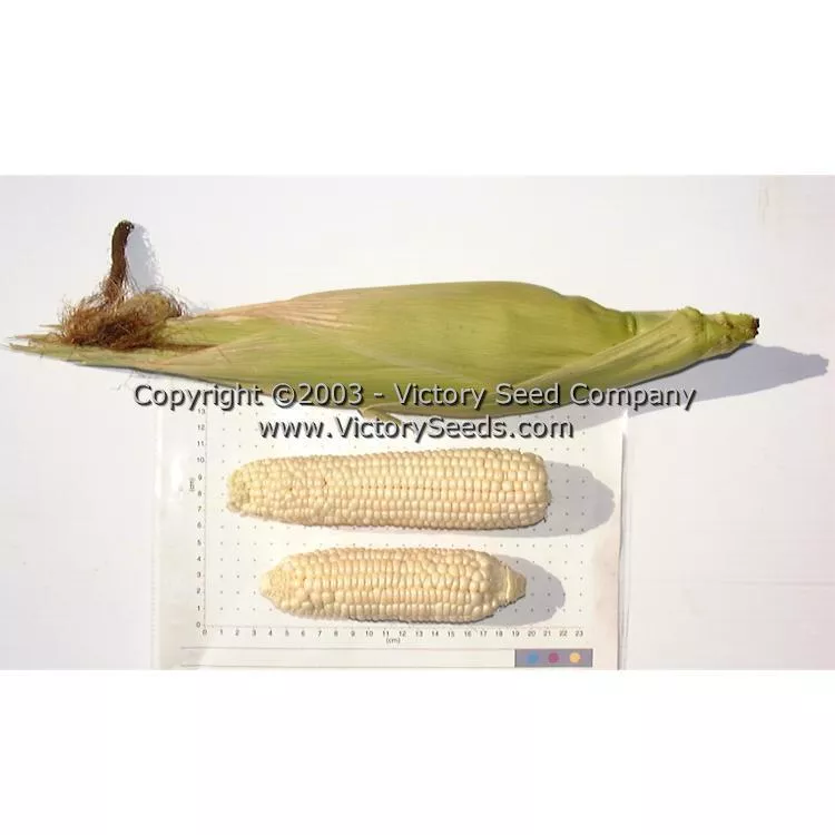 Stowell's Evergreen Sweet Corn