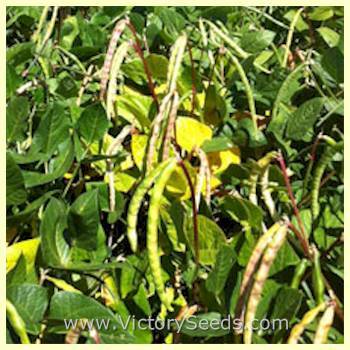 Big Boy Southern Pea