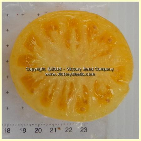 Dwarf Moliagul Moon Tomato