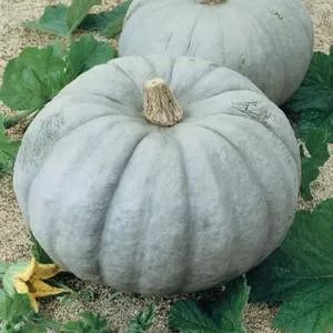 Jarrahdale Winter Squash