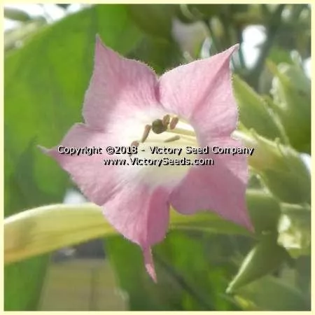 Silver Dollar Tobacco
