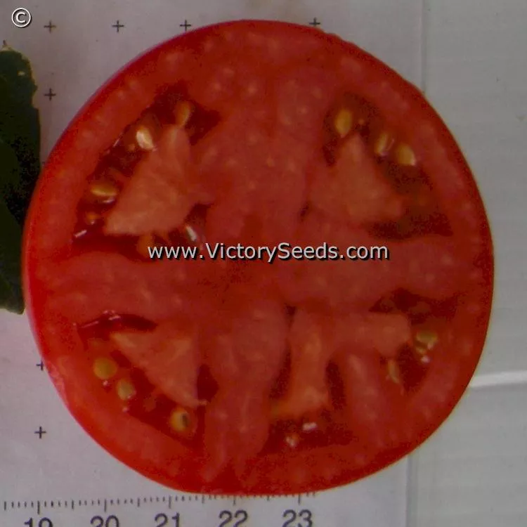 Gill's All Purpose Tomato