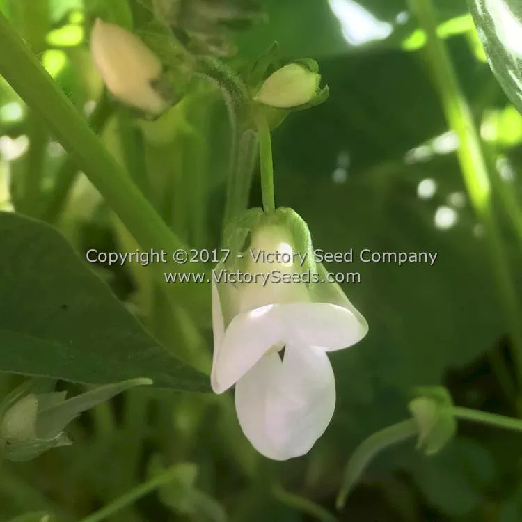 Golden Butterwax Bush Snap Garden Bean