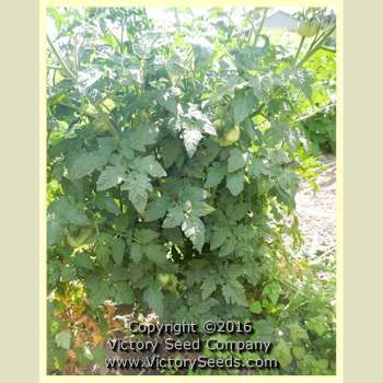 Waratah Tomato