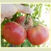 Hege German Pink Tomato