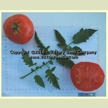 John Baer Tomato