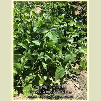 Borlotto (Borlotti) Italian Garden Bean