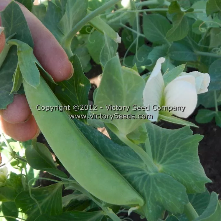 Cascadia Snap Pea